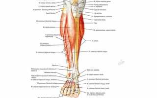 Мышцы верхних и нижних конечностей. Названия и функции, физиологическое строение человека